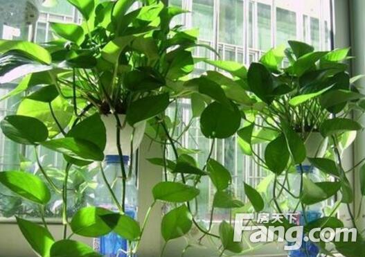 装修除异味_除装修异味的方法_怎么用醋除卫生间异味