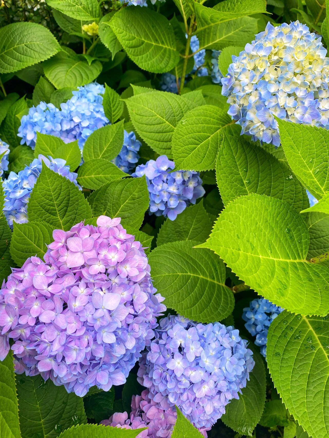 重庆奥林匹克花园一期2楼户型图_一楼花园装修效果图_5图汪府花园1楼